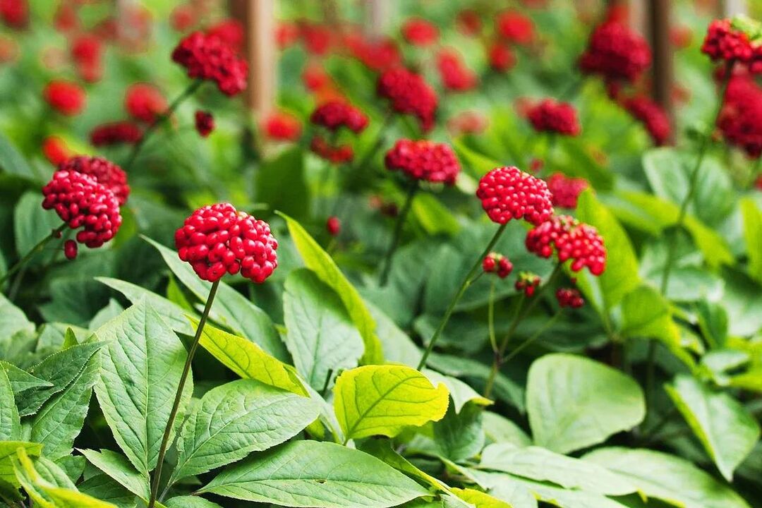 Ginseng-Heilkraut für die Potenz